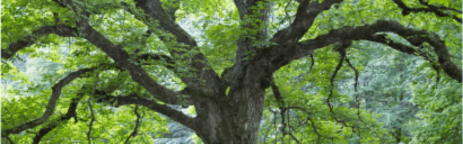 The truck and branches of a large tree 